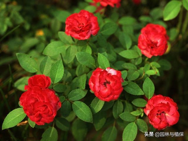 植物开花——冬天也可以美美嗒