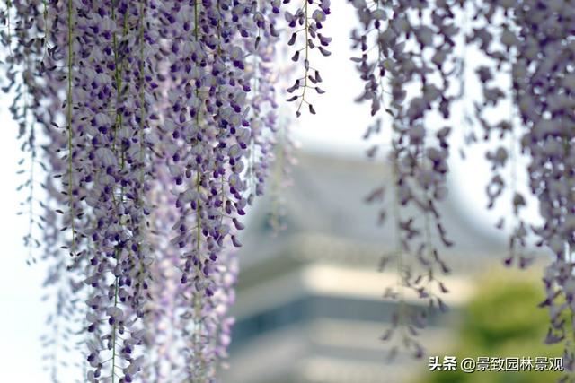 「收藏」园林景观绿化-常用藤本植物