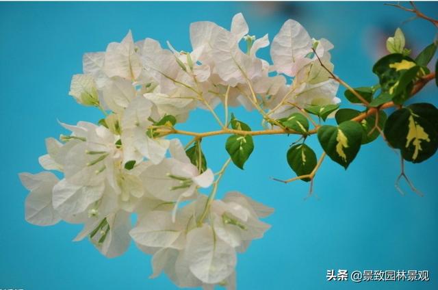 「收藏」园林景观绿化-常用藤本植物