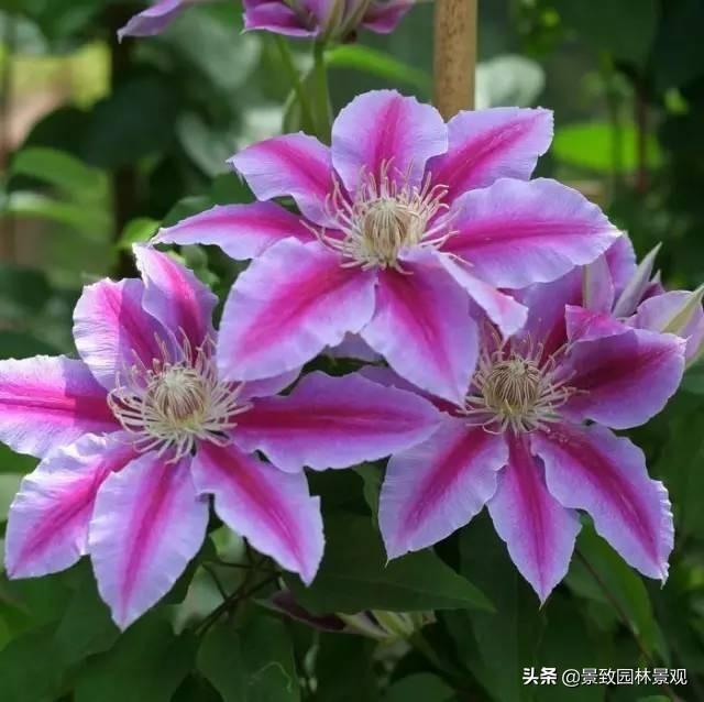 「收藏」园林景观绿化-常用藤本植物