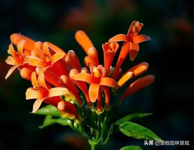 「收藏」园林景观绿化-常用藤本植物