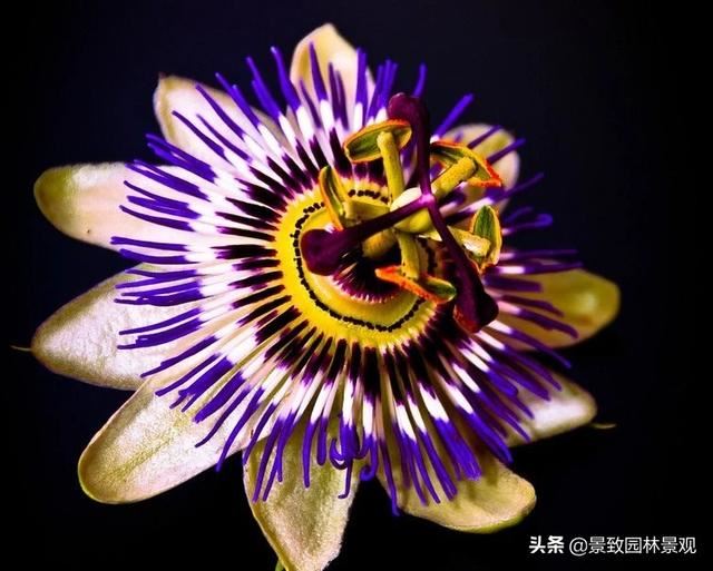 「收藏」园林景观绿化-常用藤本植物