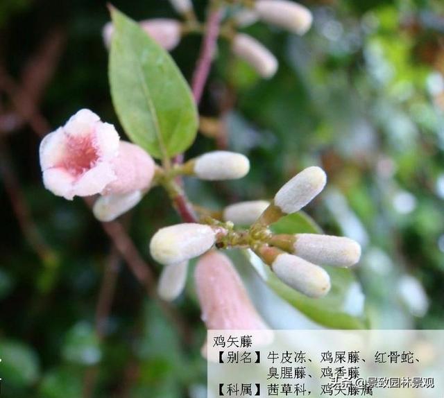 「收藏」园林景观绿化-常用藤本植物
