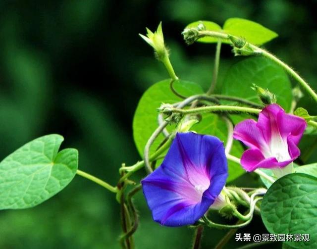 「收藏」园林景观绿化-常用藤本植物