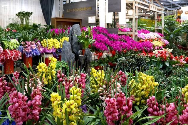2020年迎春年宵花展在北京花乡花卉嘉年华艺术中心拉开帷幕