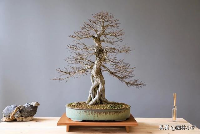 盆景造“势”，“四德”不可少