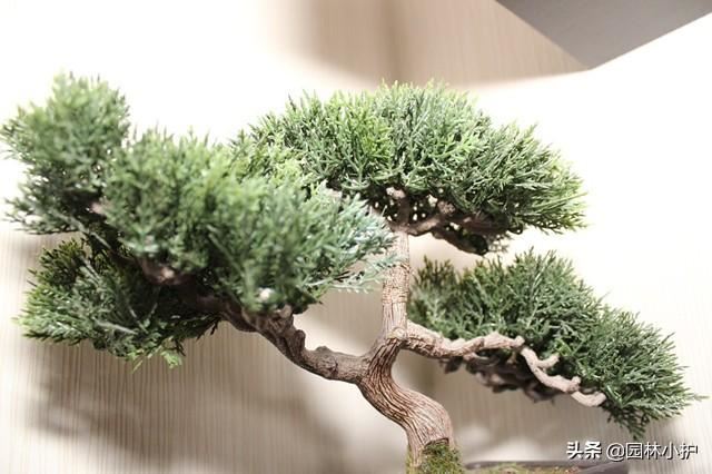 盆景造“势”，“四德”不可少