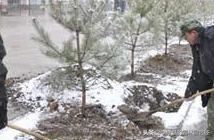 下雪后如何养护树木？