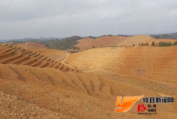 「乡村振兴」桃水镇：全力打造油茶特色小镇　绿化幸福美丽家园