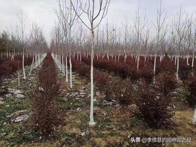 新栽苗木如何越冬？