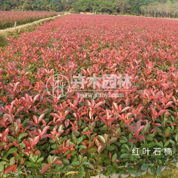 园林绿化为什么会选择红叶石楠，它有哪些优势，你知道吗？