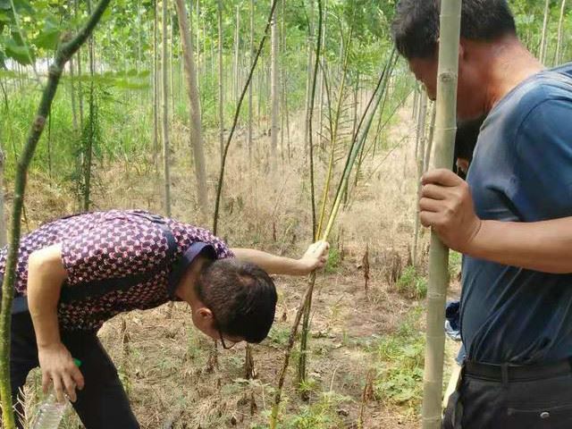 为什么新栽的苗木迟迟不发芽？