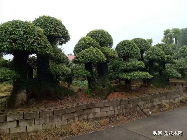 造型树需求量上涨，当前这6个品种火热，苗木人可重点关注