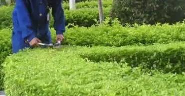 厂区如何进行合理绿化？