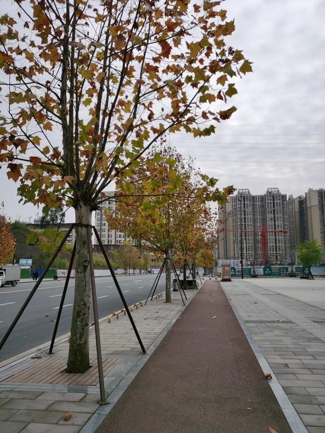 内江邦泰国际社区外面这条是鹅掌楸大道