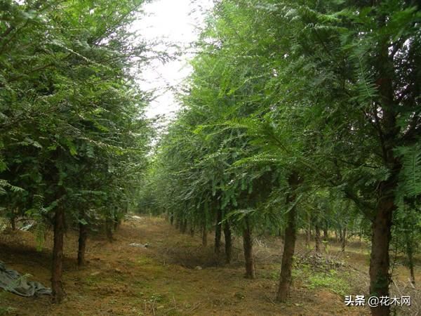 人称“健康树”，造氧功能强大，是当前绿化树主流，行情可期