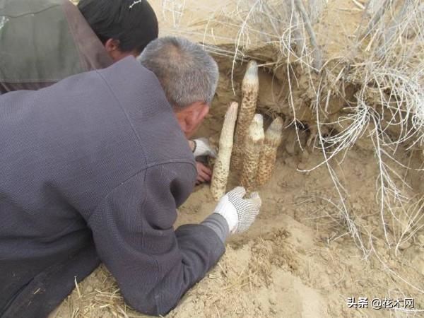 被称“沙漠人参”，野生的面临濒危，人工种植价格高，农民却不种