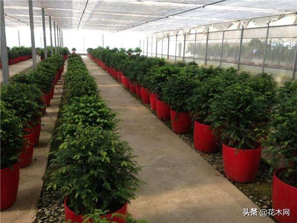 人称“健康树”，造氧功能强大，是当前绿化树主流，行情可期