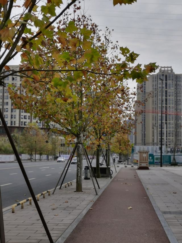 内江邦泰国际社区外面这条是鹅掌楸大道