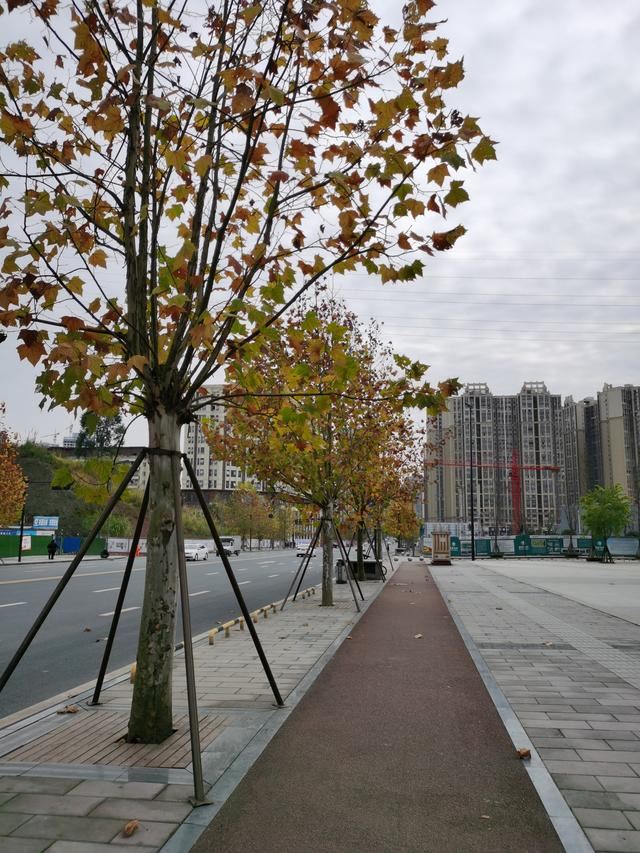 内江邦泰国际社区外面这条是鹅掌楸大道