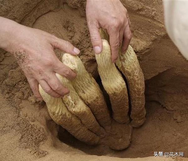 被称“沙漠人参”，野生的面临濒危，人工种植价格高，农民却不种
