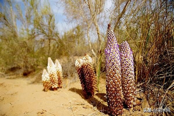 被称“沙漠人参”，野生的面临濒危，人工种植价格高，农民却不种
