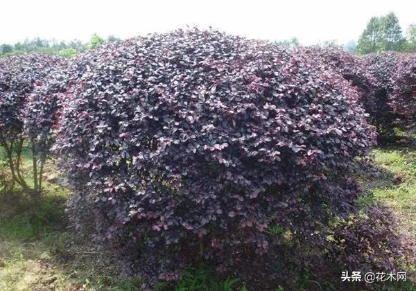 造型树需求量上涨，当前这6个品种火热，苗木人可重点关注
