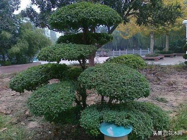 造型树需求量上涨，当前这6个品种火热，苗木人可重点关注