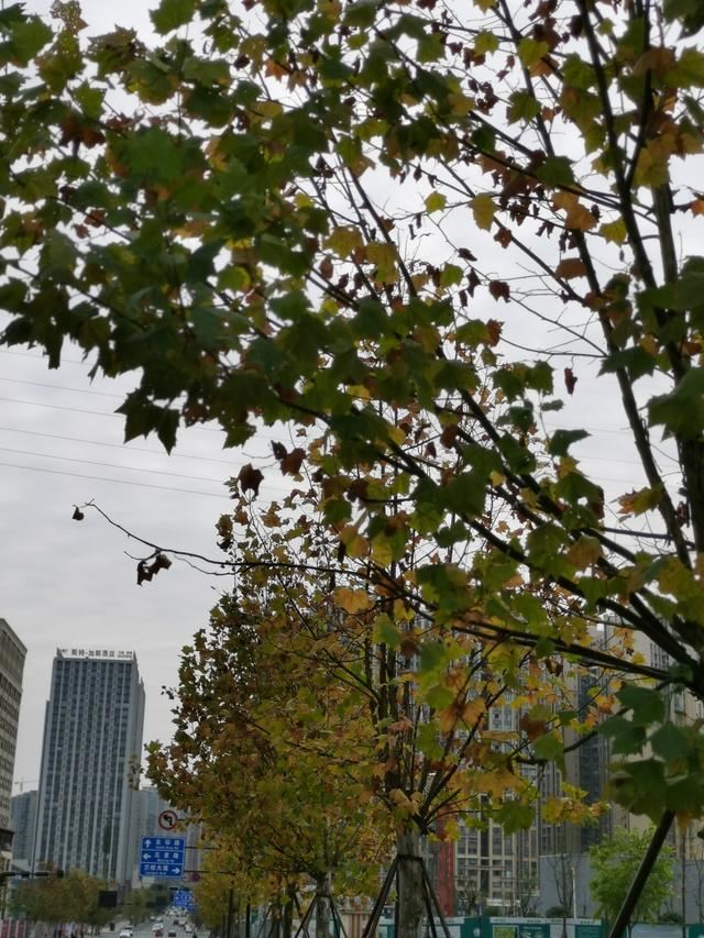 内江邦泰国际社区外面这条是鹅掌楸大道
