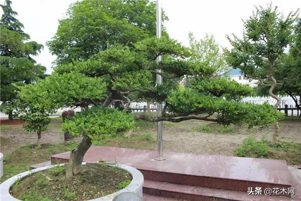 造型树需求量上涨，当前这6个品种火热，苗木人可重点关注