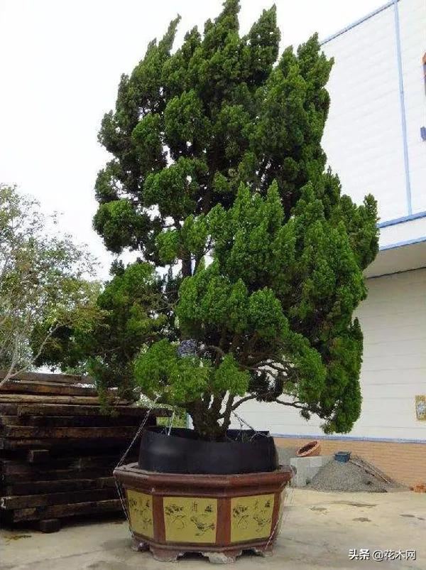 造型树需求量上涨，当前这6个品种火热，苗木人可重点关注
