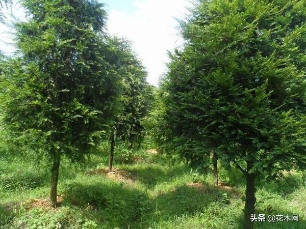 人称“健康树”，造氧功能强大，是当前绿化树主流，行情可期