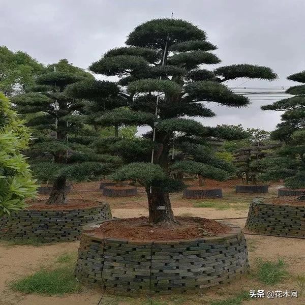 造型树需求量上涨，当前这6个品种火热，苗木人可重点关注