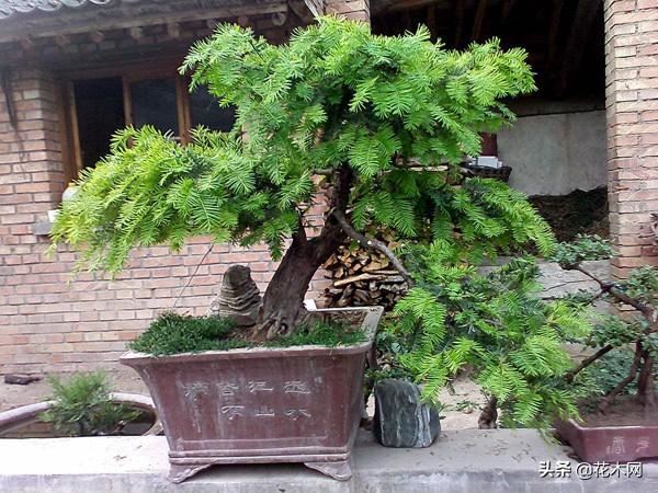 人称“健康树”，造氧功能强大，是当前绿化树主流，行情可期