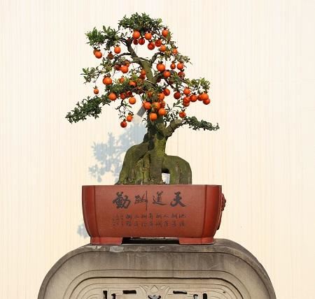 川派盆景博览园：藏匿于乡村的“秘密花园”
