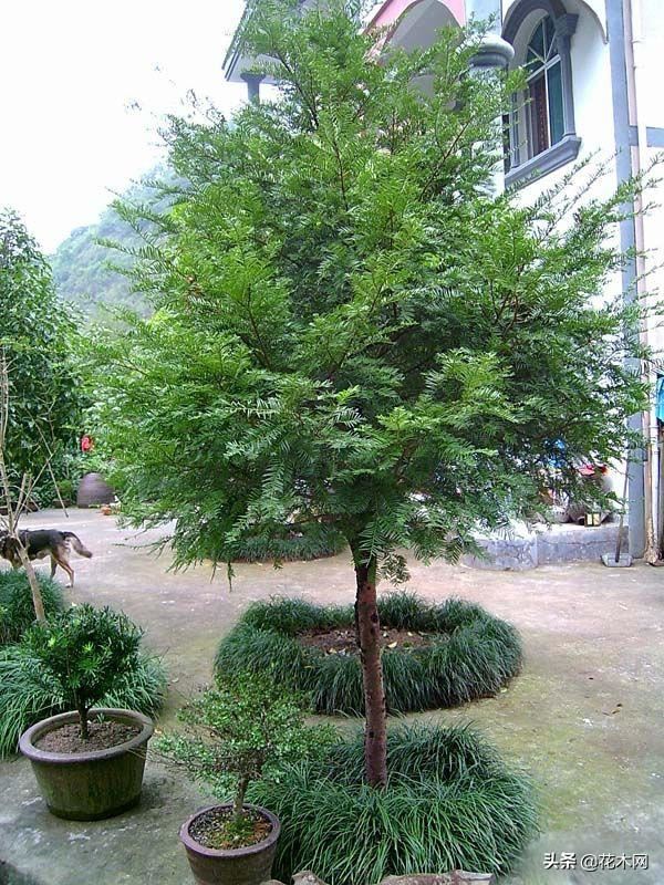 人称“健康树”，造氧功能强大，是当前绿化树主流，行情可期