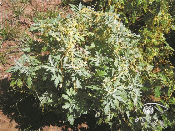 园林植物寄生性杂草菟丝子的防除技术 
