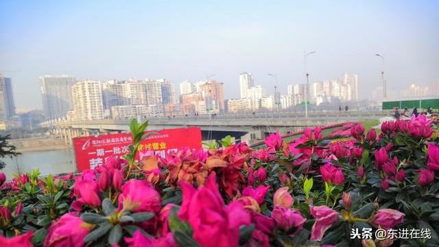 简阳市沱江大桥东桥头“景观绿化”初见雏形（实拍）