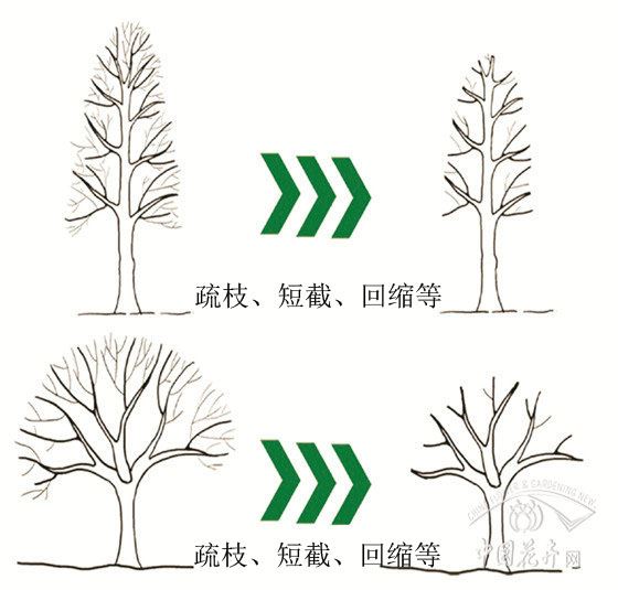 北京重罚绿化树“抹头”的背后：严惩的是无故重短截大树行为 