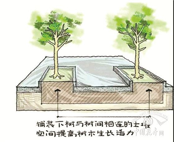 种树要避开这些“坑”（上） 