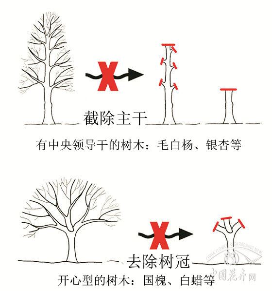 北京重罚绿化树“抹头”的背后：严惩的是无故重短截大树行为 