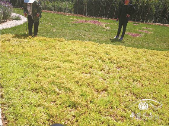 园林植物寄生性杂草菟丝子的防除技术 