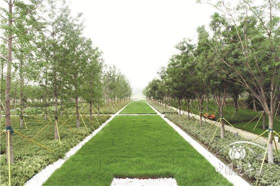 山水相依水绿交融的市政景观 记河北省石家庄市正定新区中心湖项目