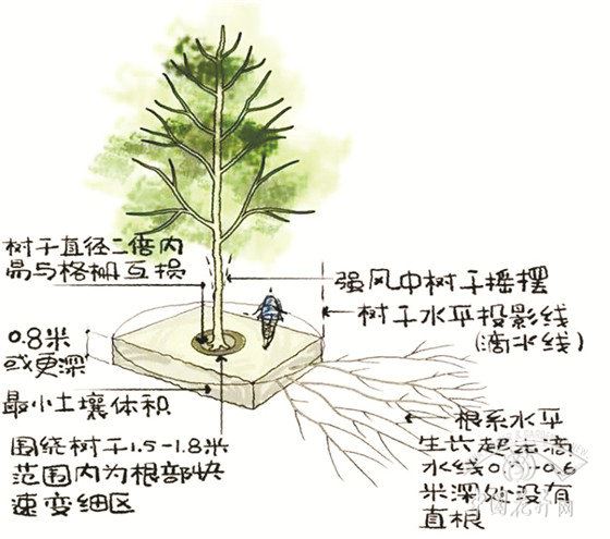 种树要避开这些“坑”（上） 