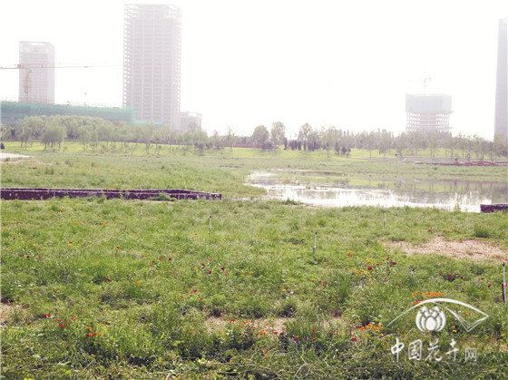 山水相依水绿交融的市政景观 记河北省石家庄市正定新区中心湖项目