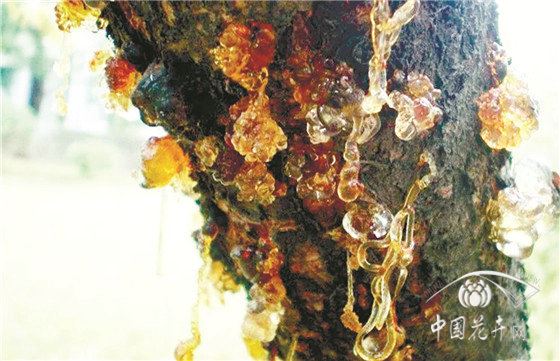 易流胶树种的成因及防治 