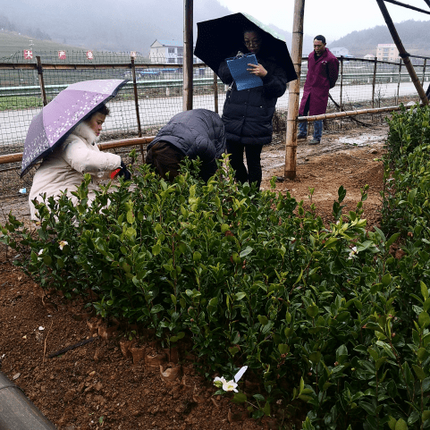 贵州岑巩县油茶良种繁育项目顺利通过州级验收