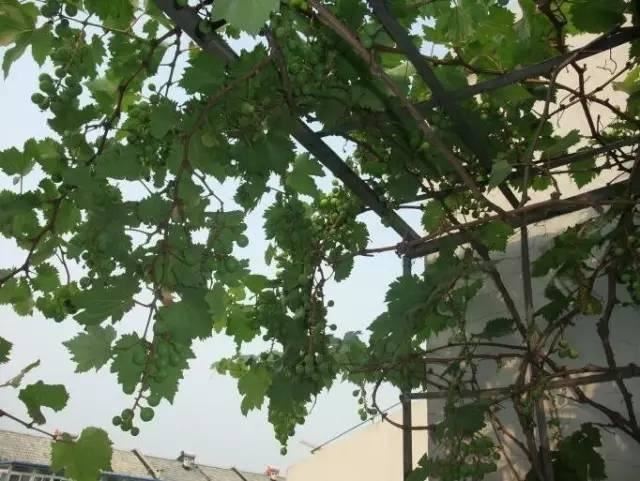 阳台种上这几种“懒人果树”，既好打理，又可实现“水果自由”