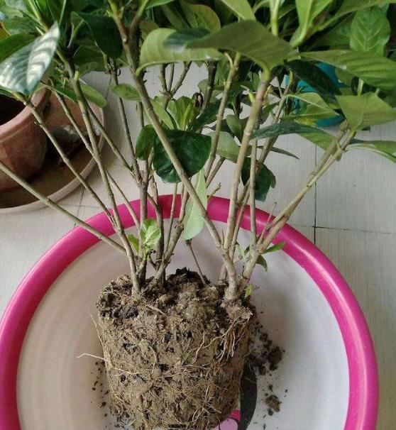 怎样让腊月新买的栀子花开花？教你6招，不掉花苞，不黄叶