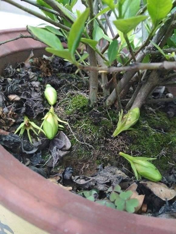 怎样让腊月新买的栀子花开花？教你6招，不掉花苞，不黄叶